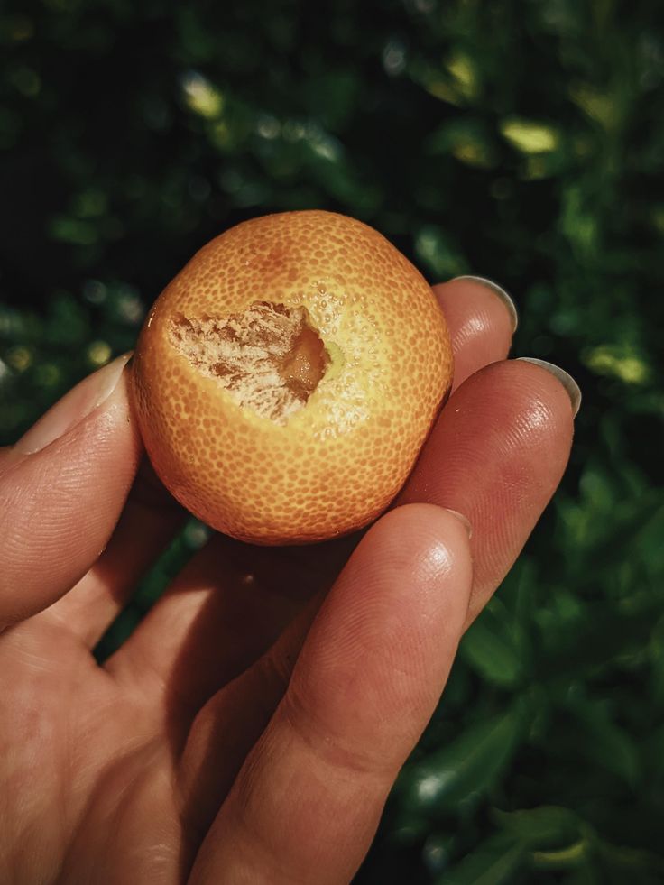 A hand holding a small, round, orange fruit with a bite taken out of it evokes the fresh aromas of Flore: Jasmine + Neroli Botanical Scent Balm by River Organics. The blurred background features green foliage.