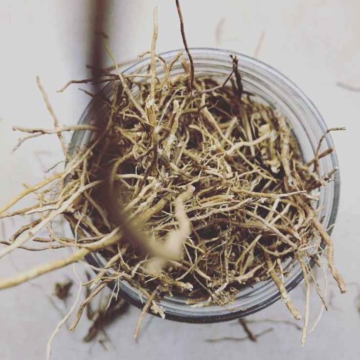 A close-up top view shows a glass jar filled with tangled, thin brown roots often used in River Organics’ Botanical Scent Balms - Stick, displayed on a light surface.