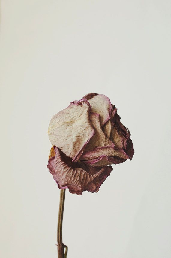A close-up of a dried, wilted rose with faded petals on a thin stem, evoking the delicate beauty of River Organics Botanical Scent Balms - Stick, crafted from pure plant oils and set against a plain light background.