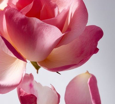 The Fragrance Myth: What “Clean at Sephora” Isn’t Telling You