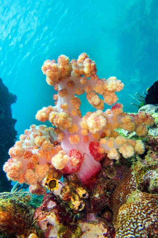 Which Beauty Brands Give Back? How We Support Coral Reefs and Sloths