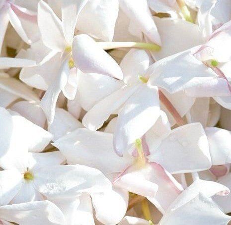 A close-up of white jasmine flowers with delicate petals in bright light, inspiring the vegan Botanical Scent Balms - Stick by River Organics.