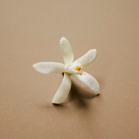 A single white, five-petal flower rests on a smooth, light brown surface, evoking the gentle essence of River Organics Botanical Scent Balms - Stick made with pure plant oils.
