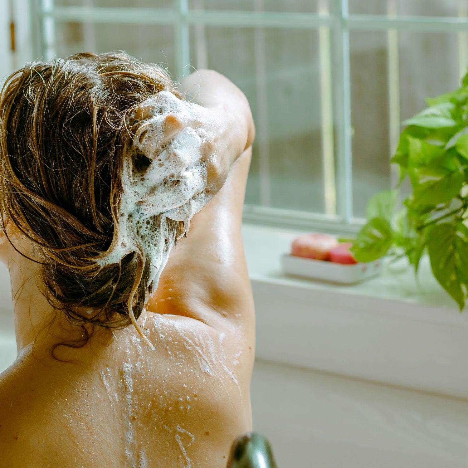 A person washes their hair with the ZeroWasteStore.com Shampoo & Conditioner Bar Duo, creating bubbles, in front of a sunlit window where a plant and soap sit on the windowsill.